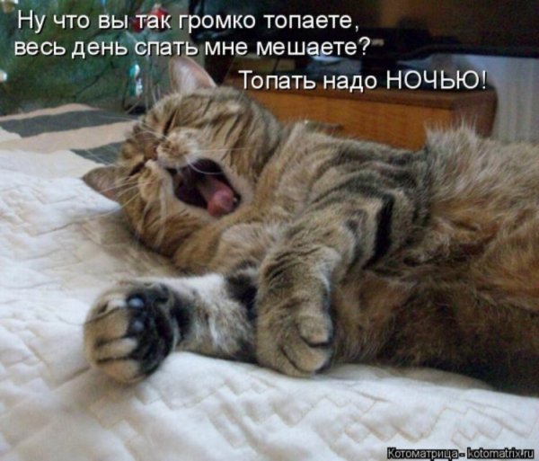 Спать картинки прикольные