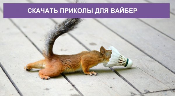 Прикольные картинки для вайбера