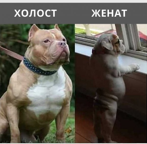 Смешные животные до после