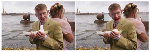 Смешные ресницы собак в