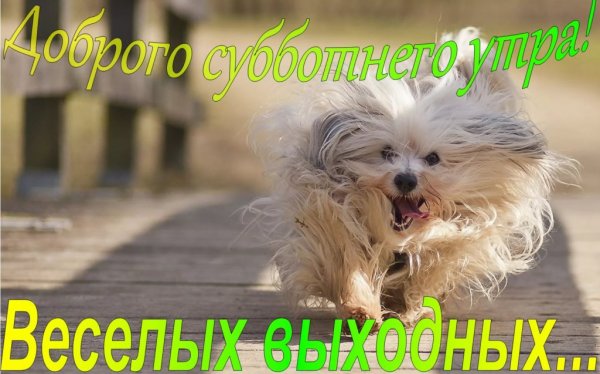 С добрым субботним утром картинки прикольные