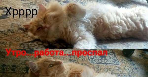 Смешные картинки про субботу