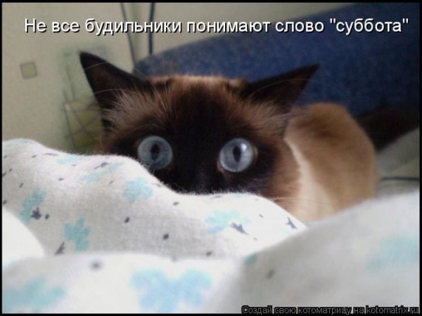 Котики суббота картинки