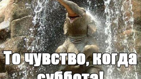 Суббота картинки прикольные смешные