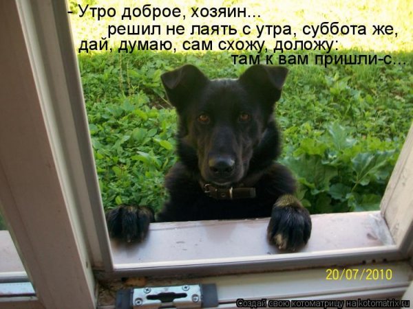 Доброе утро с животными с надписями