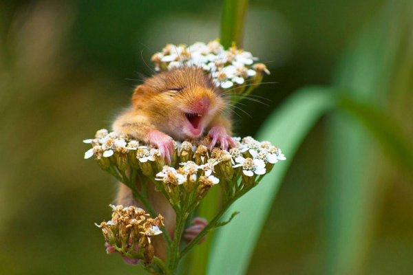 Мышка в цветке