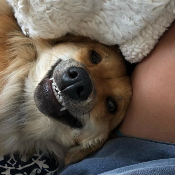 Доброе утро животные