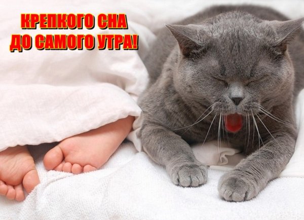 Спокойной ночи с котами