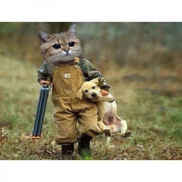 Кот охотник