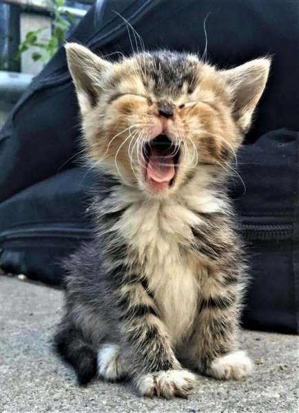 Смешные котята