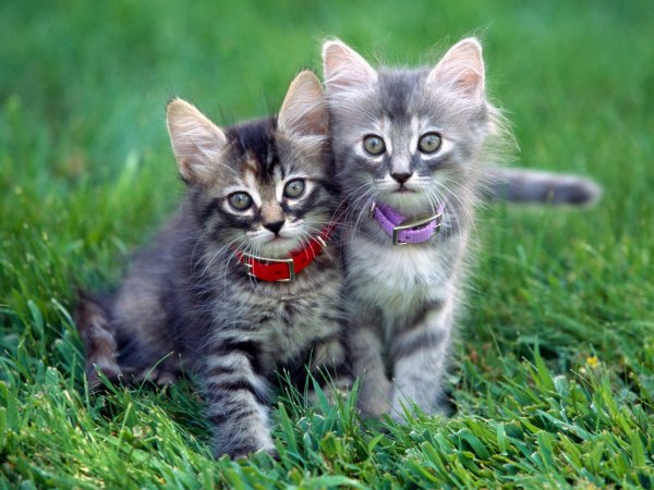 Смешные котята