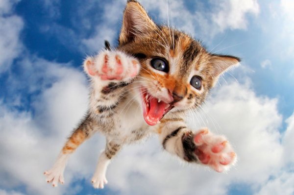 Смешные котята