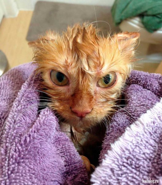 Ржачные коты