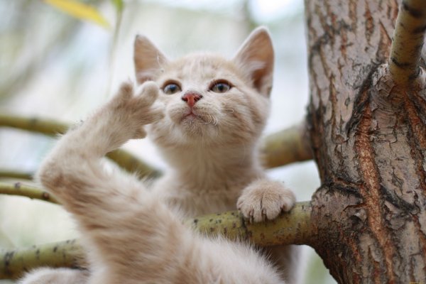 Смешные котики