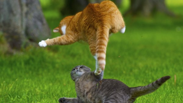 Кошачья драка