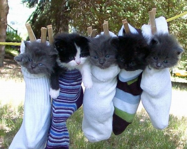Прикольные котята