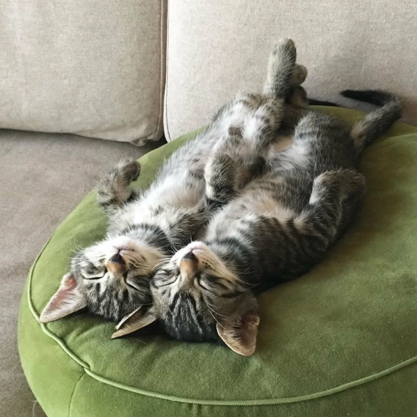 Потешные котики