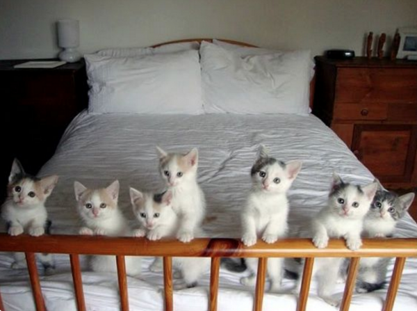Много котят спят