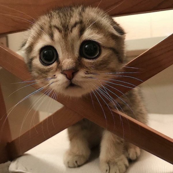 Смешные котята