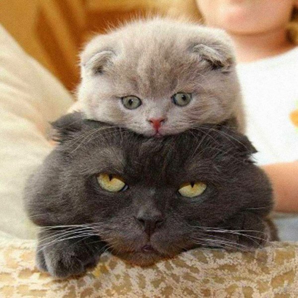 Кошка с котятами прикольные