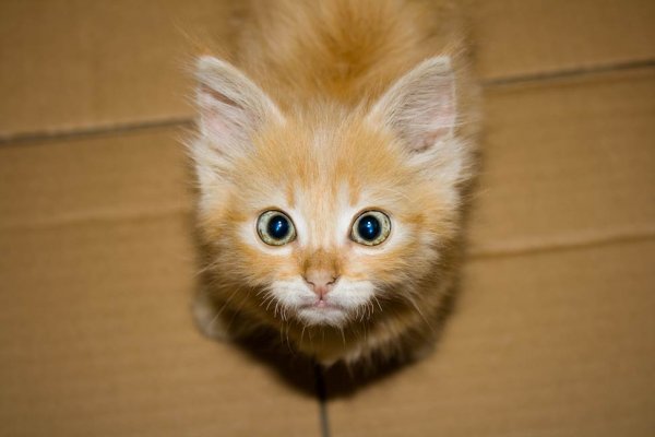 Классные котята