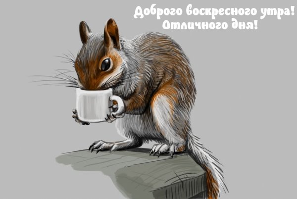 Воскресный котик