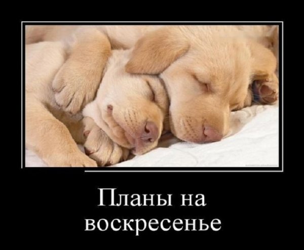 Доброе утро воскресенье юмор