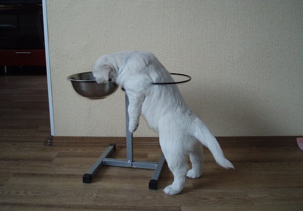 С воскресеньем с юмором