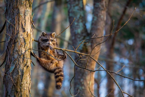 Финалисты конкурса comedy Wildlife Photography Awards: