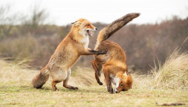 Финалисты конкурса comedy Wildlife Photography Awards: