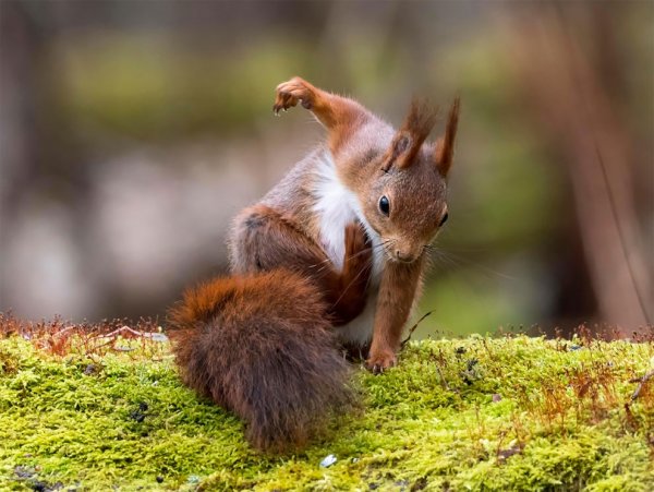 Финалисты конкурса comedy Wildlife Photography Awards: