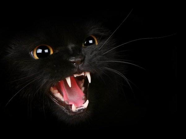 Злая кошка