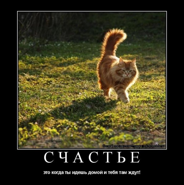 Счастье везде