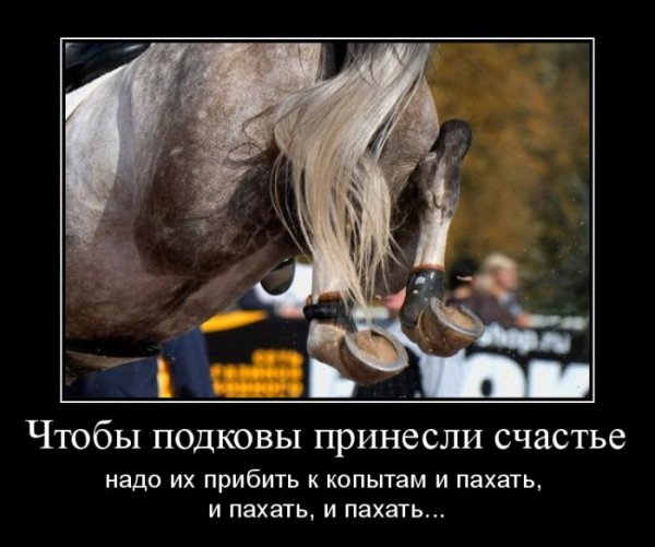 Демотиваторы про лошадей