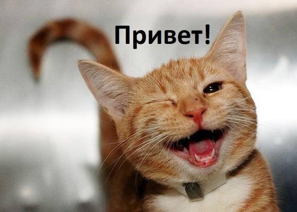 Кот улыбается