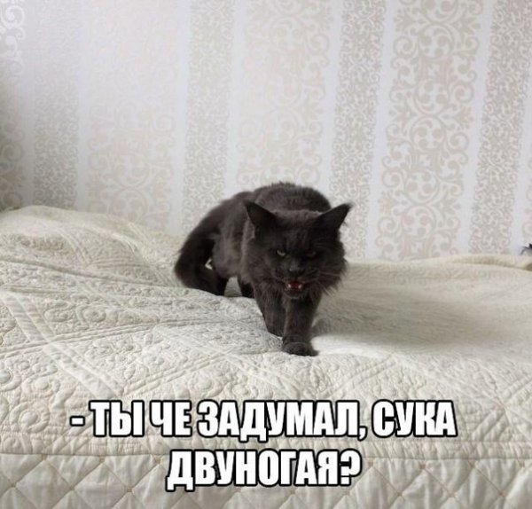 Просто ржачные картинки с надписями