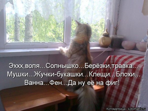 Картинки-приколы с надписями ржачные вечер