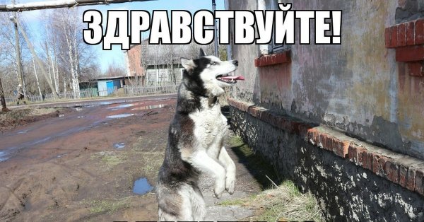 Мемы собачка Наташа