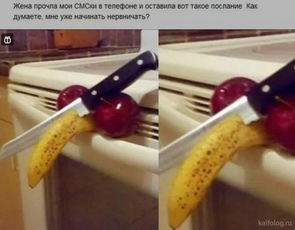 Забавные собаки