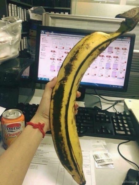 Настроение собаки