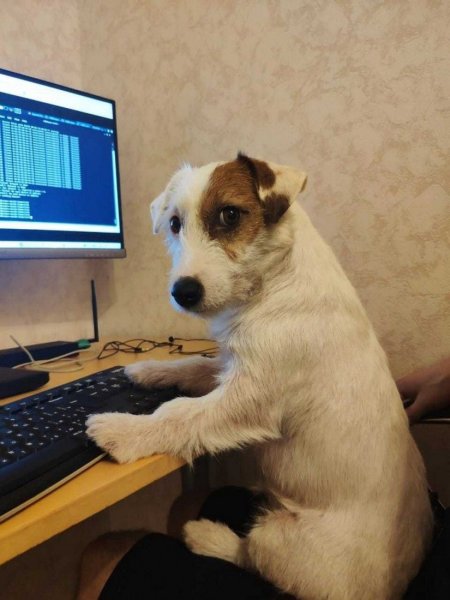 Прикольные картинки с животными