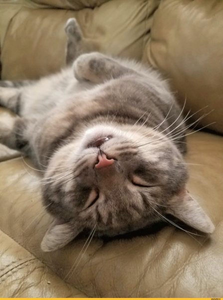 Кот крепко спит