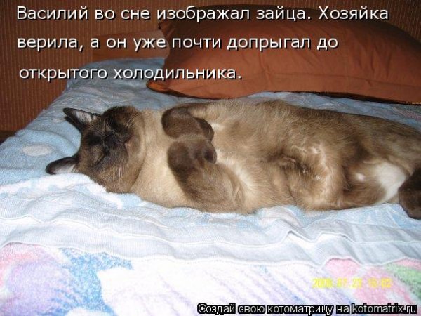 Приколы про сонных котов