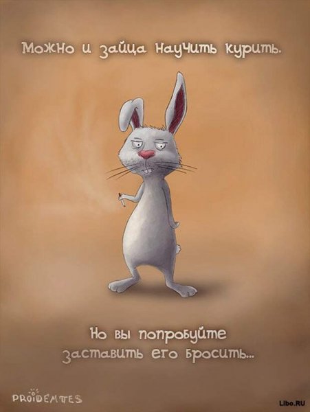 Смешное высказывание о кроликах
