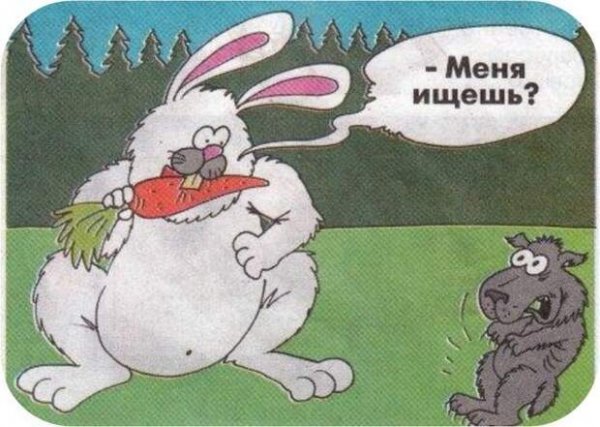 Заяц юмор