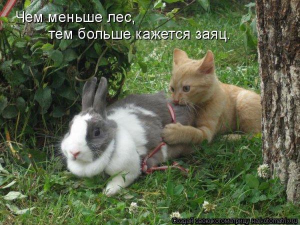 Приколы про кроликов с надписями