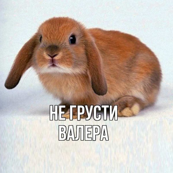 Рыжий заяц
