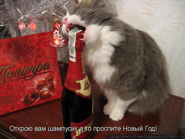 Котики новый год юмор