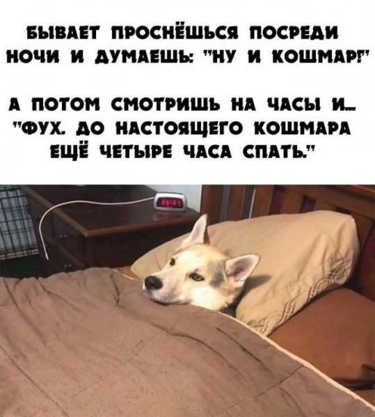 Умная обезьяна