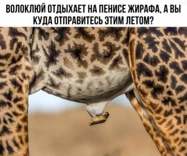 Приколы про интернет